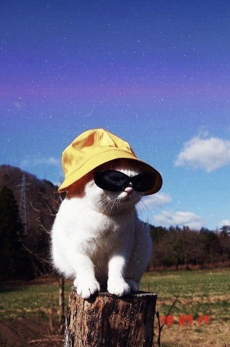 Hylas the Cat - Our mascot